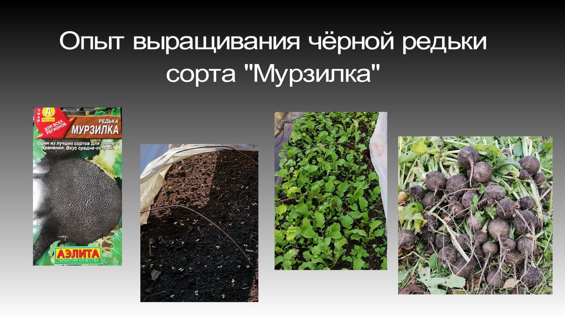 Отзыв на семена редьки сорта Мурзилка Агрофирмы АЭЛИТА